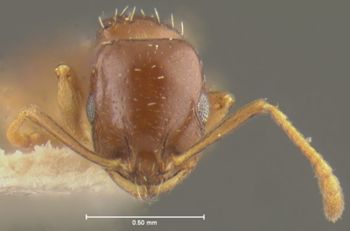 Media type: image;   Entomology 21036 Aspect: head frontal view